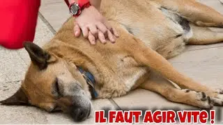 Comment faire un massage cardiaque &agrave; son chien ? 😱