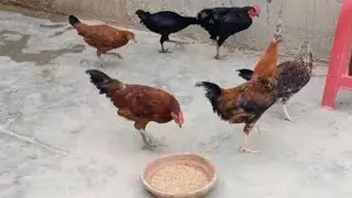 Adorable roosters & hens enjoying eating outside in the farm village 🐓🐔 #birds 
