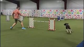 Nitro, AKC Agility; Premier Jumps with Weaves (JWW) Q31