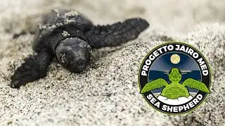A protezione delle TARTARUGHE MARINE nasce PROGETTO JAIRO!