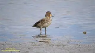Anas flavirostris (Marreca-pardinha; Speckled Teal) Uruguay 04 2022 Antonio Silveira.