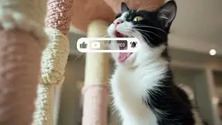 Funny cat behavior - kitten