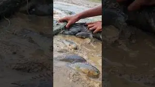 Unbelievable Fish Rain Session beside river. beautiful fishing video. #fish #fishing