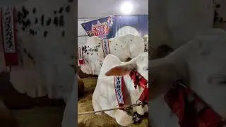 Cows In Karachi |Karachi Cow Mandi |Pakistani Bail Video | Cows Videos | #FQ #short