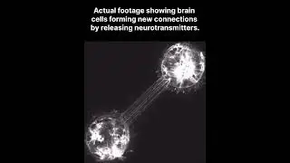 Actual footage showing brain cells forming new connections by releasing neurotransmitters