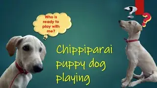 chippiparai puppy playing #chippiparai dog training #chippiparai dog hunting training