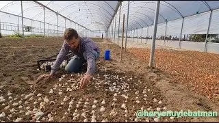 YEŞİL SOĞAN İÇİN SOĞAN EKİMLERİ BAŞLADI  SEGIRKA/BALPINAR/BATMAN/TURKEY  KASIM2020