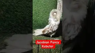 MashaAllah Fancy Jacobian Fancy Kabutar Pairs #mashallah #fancy #kabutar #jacobian #pegion #viral