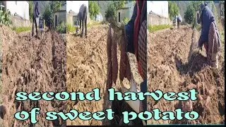 Second harvest of purple sweet potato it's yummy 