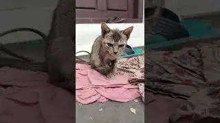 #comedy #animals #funny #viralvideo #malayalamcomedy #entertainment #subscribe #support