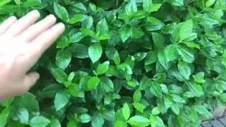 Tuintips-Live  Wat doe ik op de erfgrens