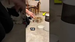 Owner Surprise His Cat with Phone😍❤️