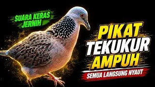 Suara Burung Tekukur Gacor Cocok Untuk Pancingan Dan Pikat Agar Bunyi 