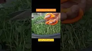 (3) فوائد مهمة عند زراعة تلك البذور المتاحة بكل مكان #سطح_أخضر @سطح_أخضر