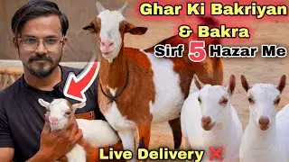 Sirf 5 Hazar Me 🚨 North Karachi Ki Rooftop Per Teddy Bakriyan Ka Shoq 😍 | Bakra Mandi 