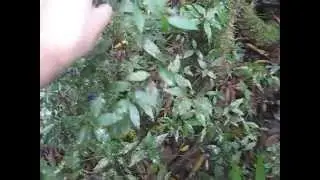 Bagas reidratantes em Psychotria leiocarpa.
