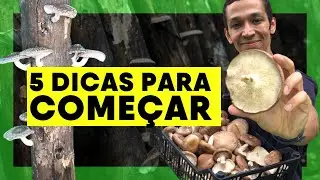 COMECE SUA PRODUÇÃO DE COGUMELOS SHITAKE - 5 DICAS PARA CULTIVAR NO QUINTAL, CHÁCARA OU SITIO