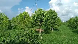 Srigandham with guvva plantation | DSR Farming