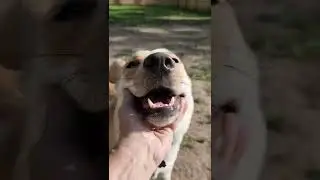 Playing Fetch With Lucy [Dog Exercise]