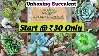 Unboxing Succulent Plants at Cheaper Price || Started price is only Rs. 30 from Plant Orbit.