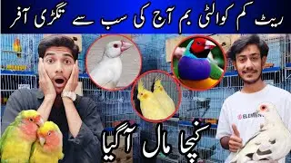 Visit Hassan Bhai Aviary In Karachi | New Birds And Cheapest Rate | Java, Cocktail,Dove,Finches