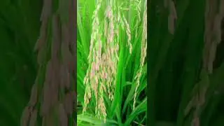 2.8M Views 🌾 Dhan Ki Fasal | Beautiful Village Life in Pakistan