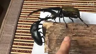 dorcus titanus palawan vs dynaste H&eacute;rcules - stag beetle vs H&eacute;rcules beetle