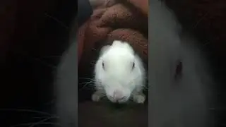 rabbit cute reaction 😁🐇 #rabbit #rabbitbabycare #funnyanimal #bunny #mycuterabbit #mybunny #pets