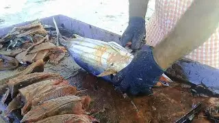 Best Tuna Fish Cutting Videos  -(part -3) Fish Cutting Skills