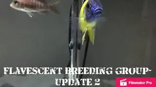 African Cichlid fry progression (Blue Neon peacock update 2)