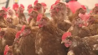 Rising tariffs could threaten Ga. poultry industry, officials warn