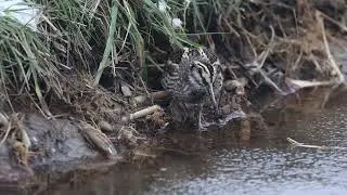 Jack Snipe 2026-01-10 NL, Purmerend, Baanstee-Noord