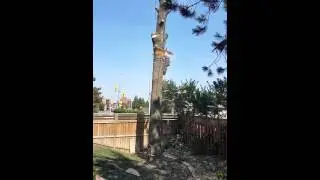 Tree Cutting. The Real Tree Masters Inc.