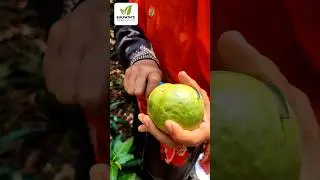 പേരക്കകളുടെ രാജാവായ കിലോ പേര | Kilo Pera | Guava Farming | Perakka Krishi | പേരയ്ക്ക കൃഷി #shorts