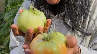 My biggest fall tomato harvest ever-Fall 2025