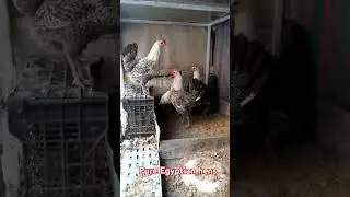#egyptianchicken #chicken #poultryfarming Business #fancyhensfarm