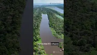 5 Amazon Facts You Won't Believe! #shorts #nature #amazon
