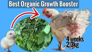 Best Natural Growth Booster For Broilers #BroilerGrowth