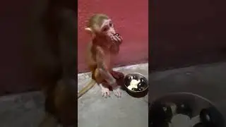 Cute baby monkey 🥰🥰🥰 #funnyanimal #viralvideo #turtle #monkey