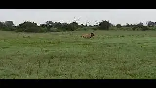 Male Lion chasing a Jackal at Duba plains of Great plains conservation Botswana.