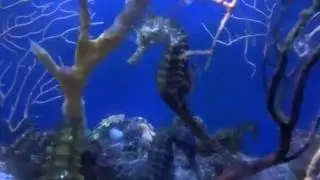 07/2016    Akvarij  Ba&scaron;ka  ( Aquarium de Ba&scaron;ka ) en Croatie  (1)