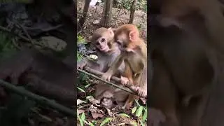 #Short | Poor Baby Monkey Looking For Everyone See it | Animals Clip