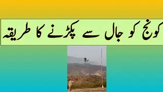 Catching crane birds with net  کونج کو جال سے پکڑنے کا طریقہ