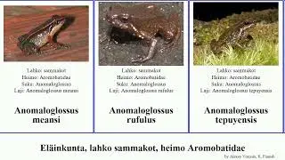 El&auml;inkunta, lahko sammakot, heimo Aromobatidae anomaloglossus animal ornatus breweri meansi Studio
