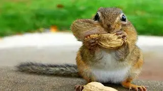 Indian squirrel Play | गिलहरी eating मूँगफोलि