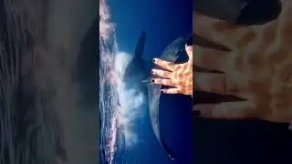 Diver Enjoys Amazing Close-Up Experience With Whale and Calf