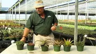 Succulent Aloe Varieties.avi
