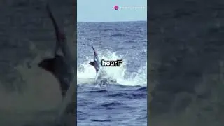 The Fastest Animals on Earth in Action!