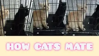 HOW TO KNOW IF CATS MATE IS SUCCESSFUL || EASY WAYS TO FIND OUT