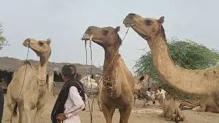 Largest Camel Market in the Sindh | Different Breeds of Camel| How Camels are being sold in Market